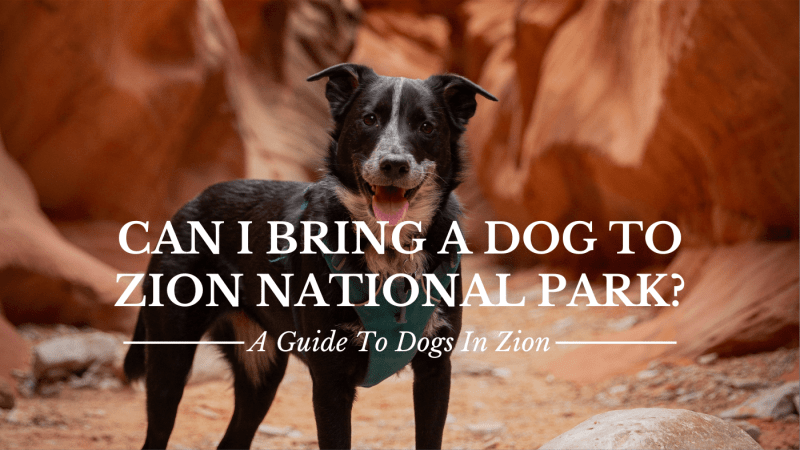 Pet Friendly Lodging Zion Ut