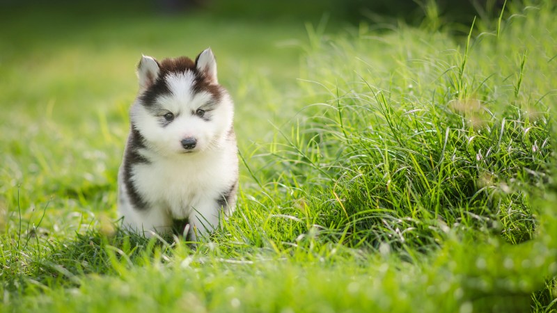 Quick Dog Vaccinations Near Me