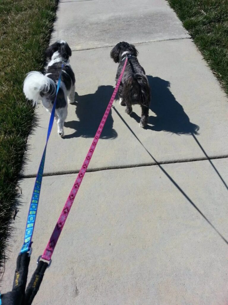 Vacation Dog Walker