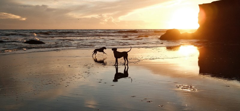 Vacation With Your Dog In California