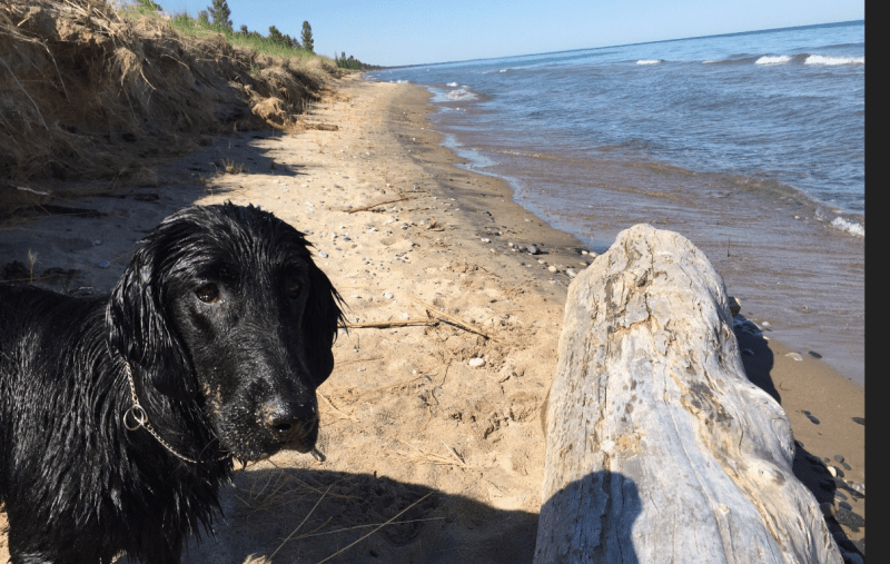 Vacation With Your Dog Ontario