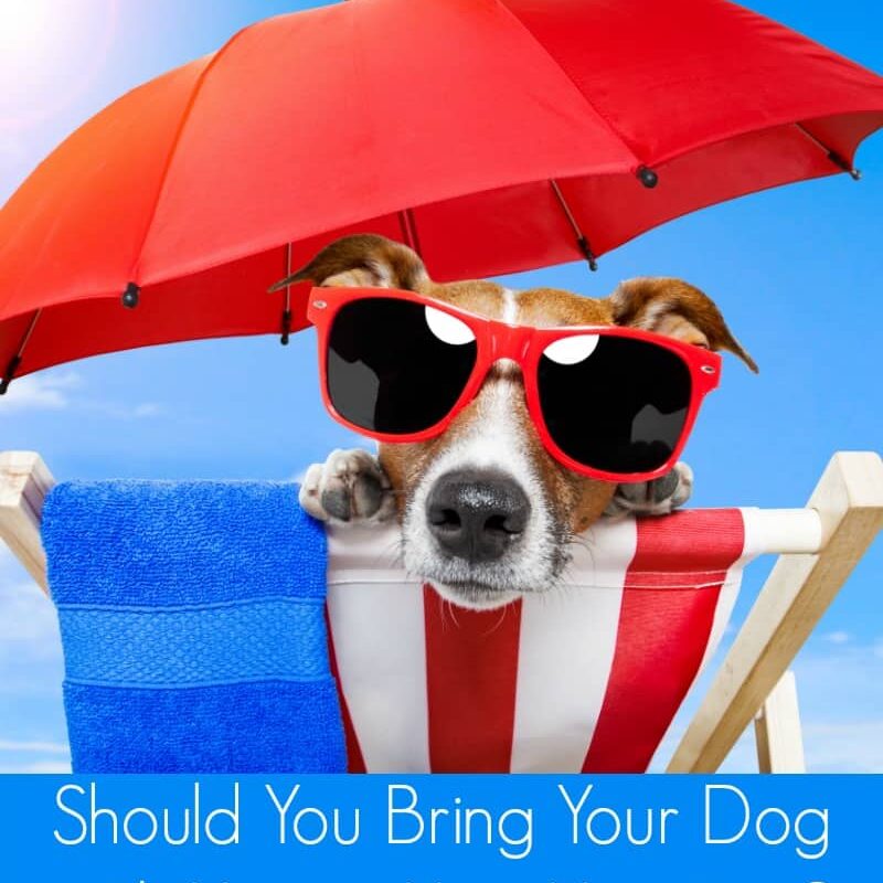 Where Can You Take Your Dog On Vacation