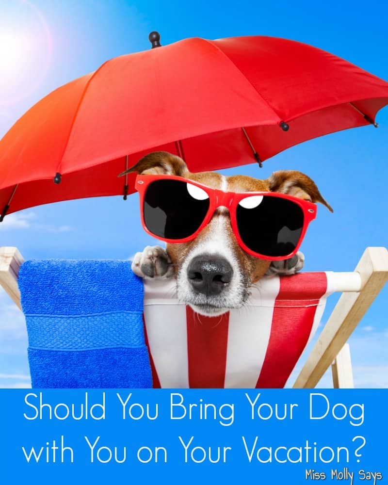 Where Can You Take Your Dog On Vacation