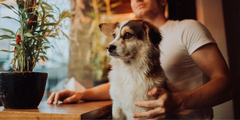 Best Dog Friendly Restaurants