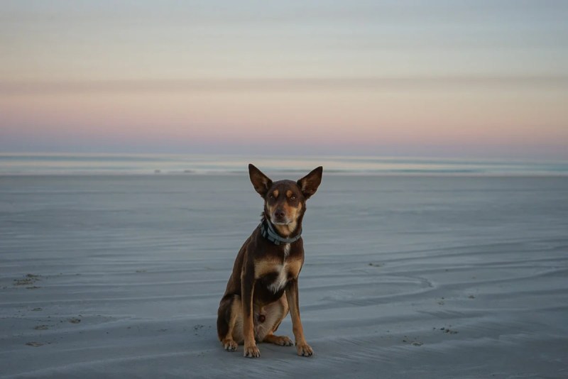 Day Trips With Dogs Perth