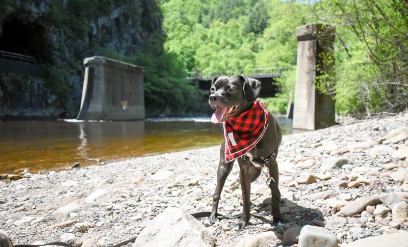 Dog Friendly Lodging Near Jim Thorpe Pa