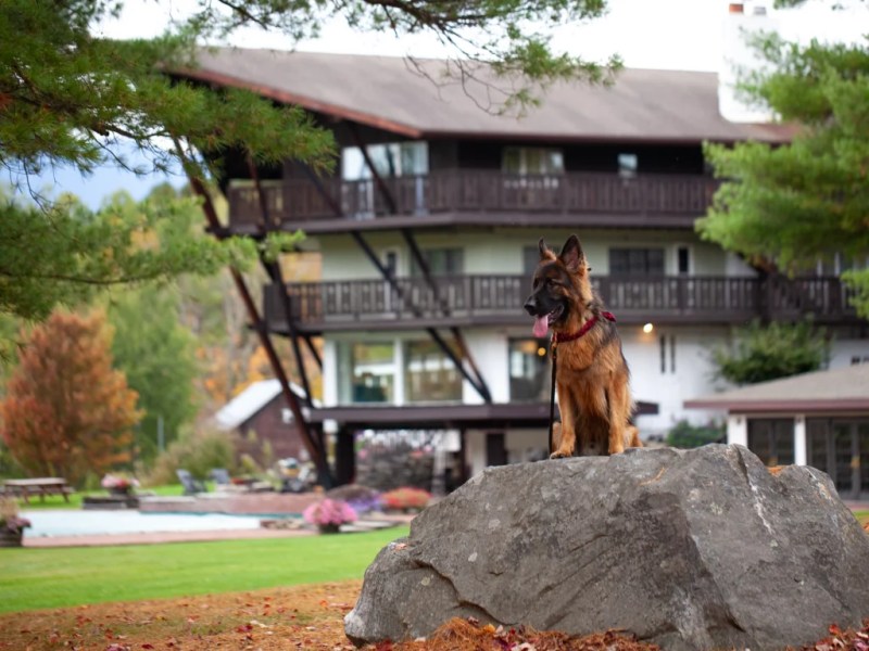 Dog Friendly Hotel Near Me