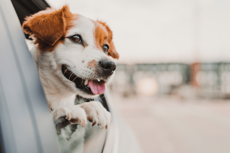 Dog Friendly Road Trips East Coast