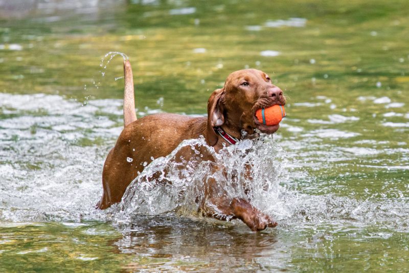 Fun Places To Vacation With Dogs