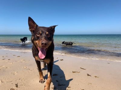 Pet Friendly Resorts Queensland