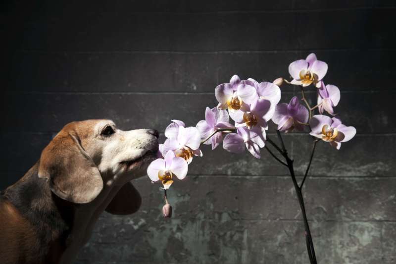 Best Dog Friendly Flowers