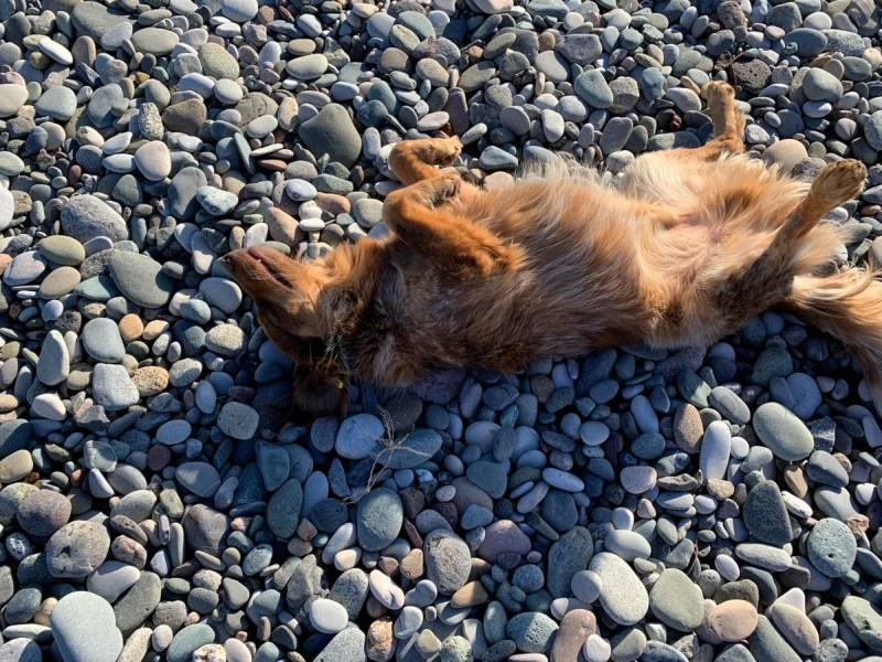 Best Dog Friendly Ground Cover