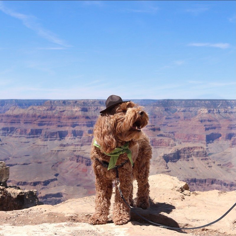 Dog Friendly Vacations In Arizona