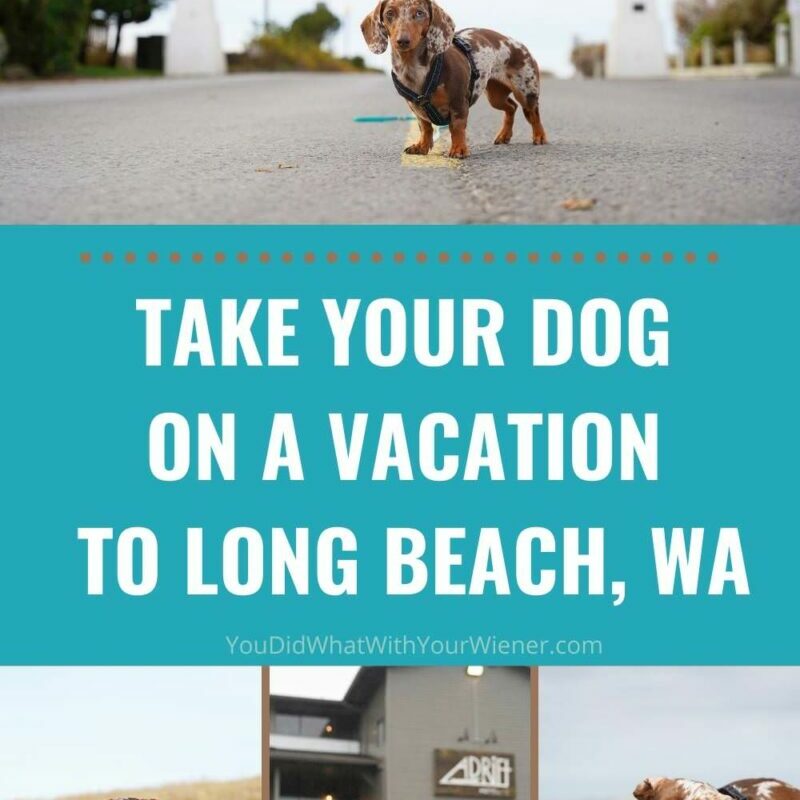 Places To Put Your Dog When You Go On Vacation