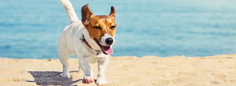 Places To Visit Near Me Dog Friendly