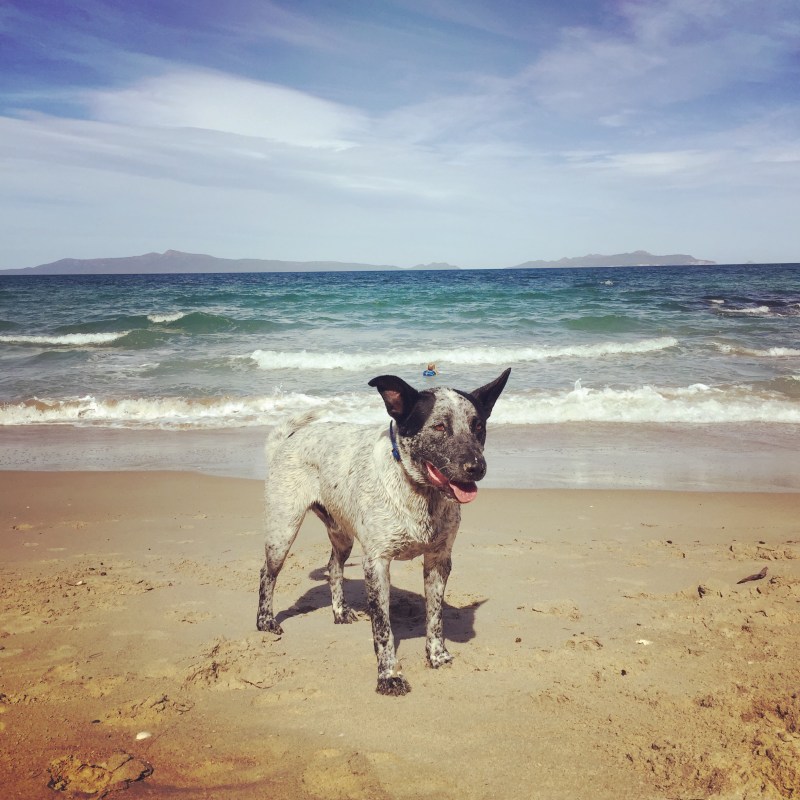 Best Dog Friendly Beaches On The East Coast