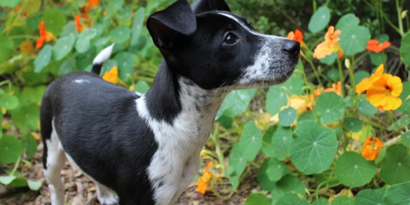 Best Dog Friendly Patios