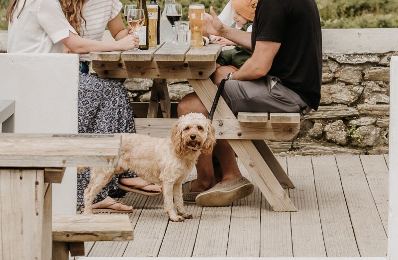 Boat Trips With Dogs Cornwall