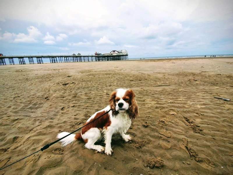 Dog Friendly Holidays Blackpool