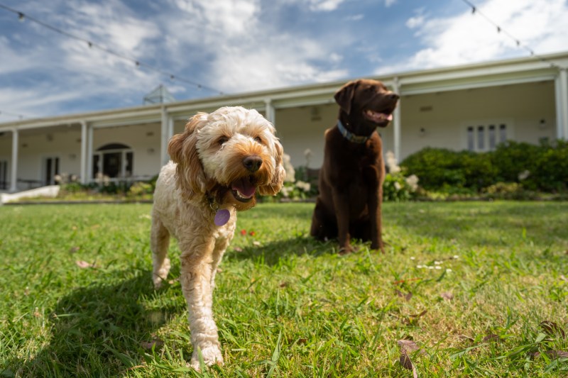 Dog Friendly Travel Australia