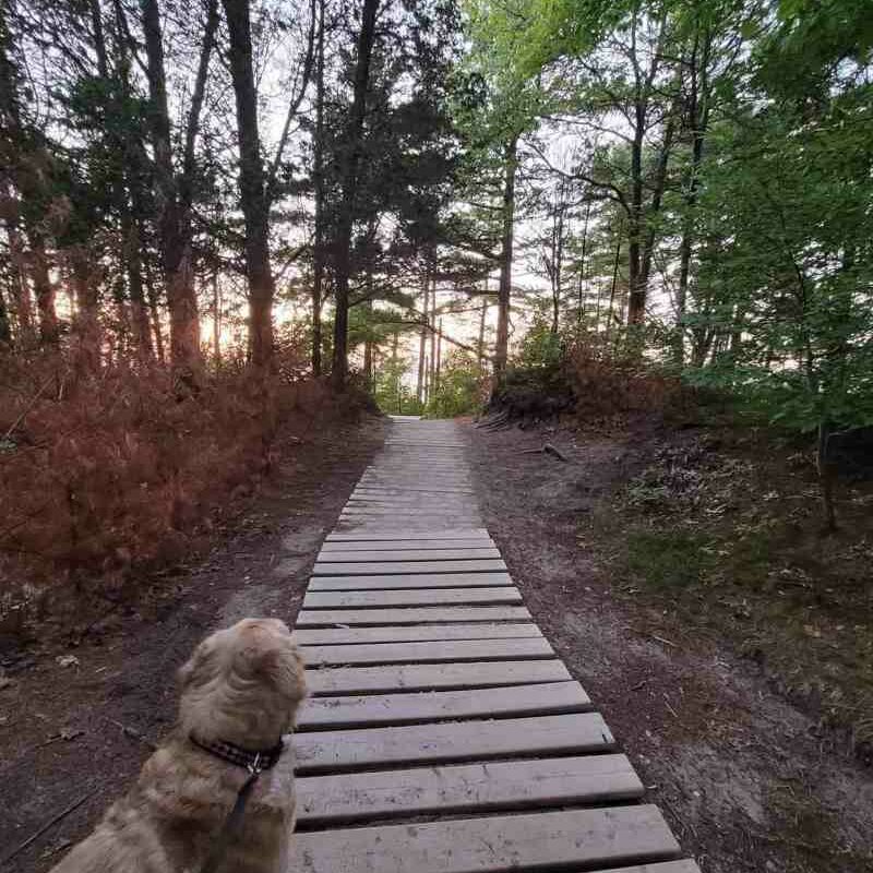 Ontario Vacations With Dogs