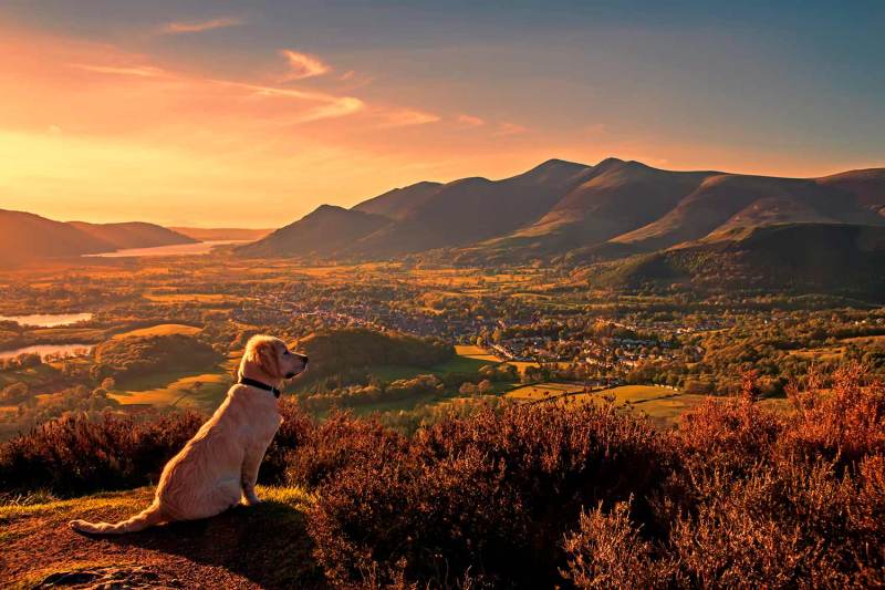 Pet Friendly Self Catering Accommodation Lake District