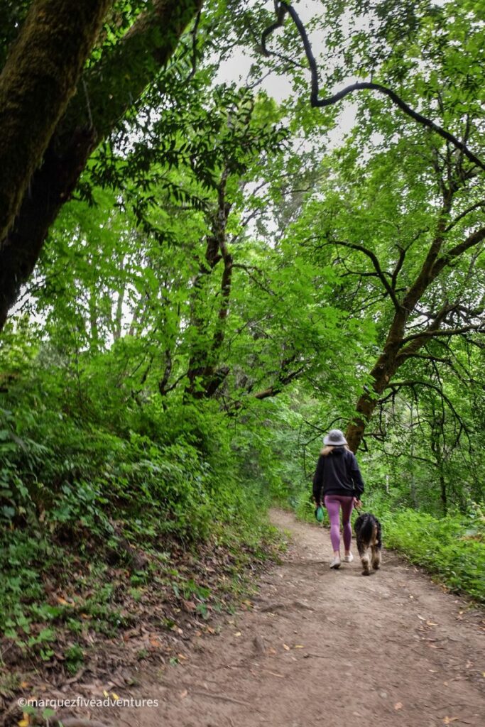 Best Dog Friendly Walking Trails Near Me