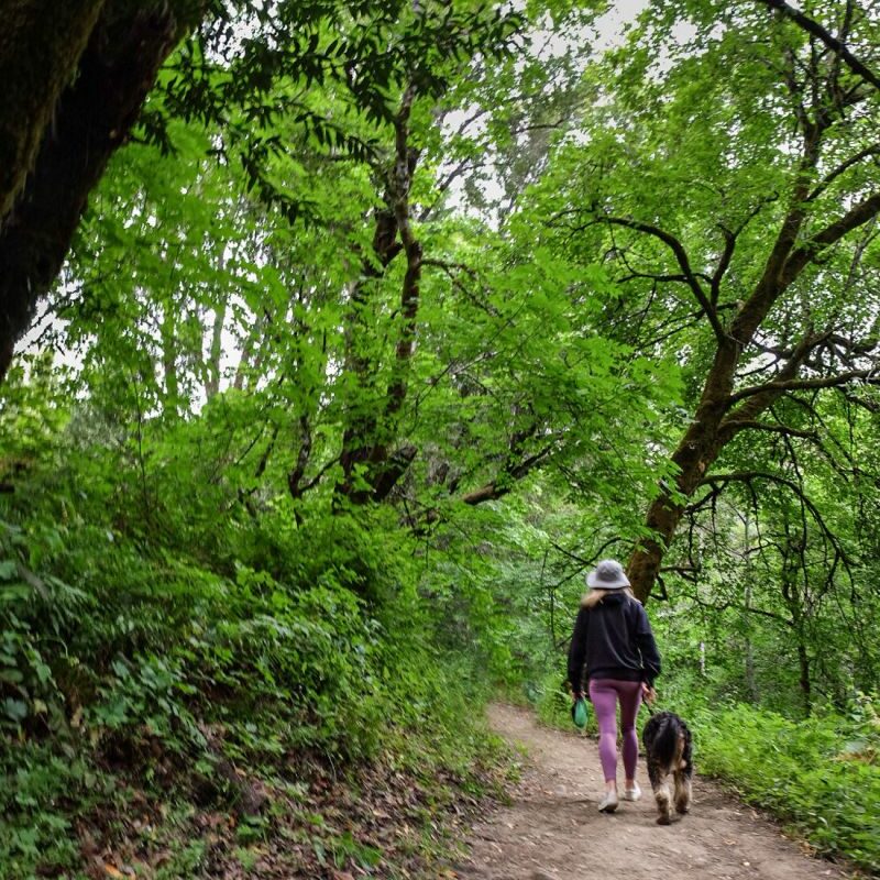 Best Dog Friendly Walking Trails Near Me