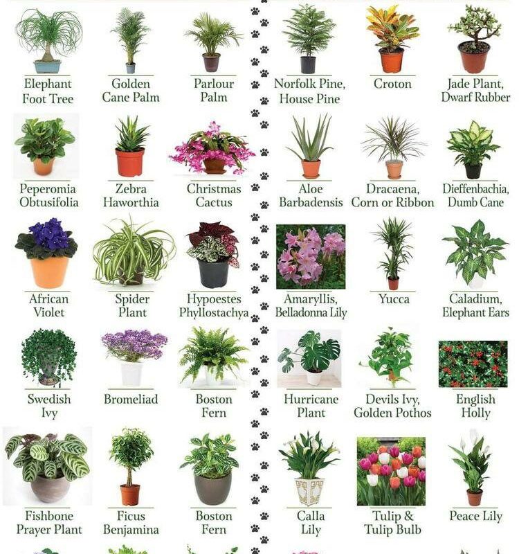 Best Dog Friendly Plants