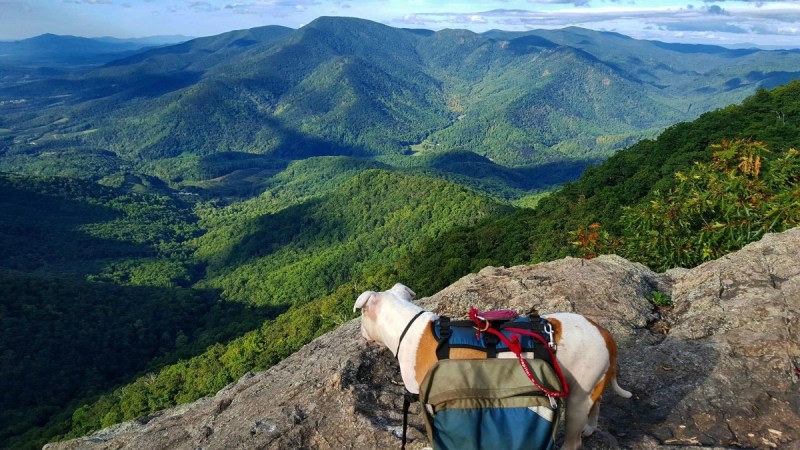 Best Dog Friendly Resorts In Gatlinburg