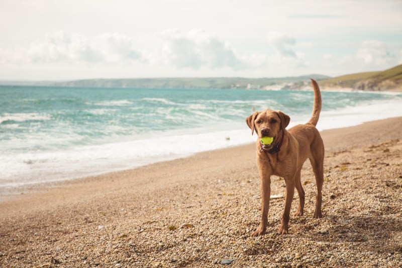 Dog Friendly Holidays Hayle Cornwall