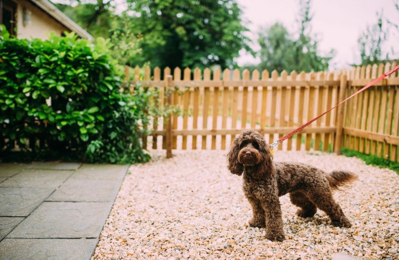 Pet Friendly Places To Stay Near Me