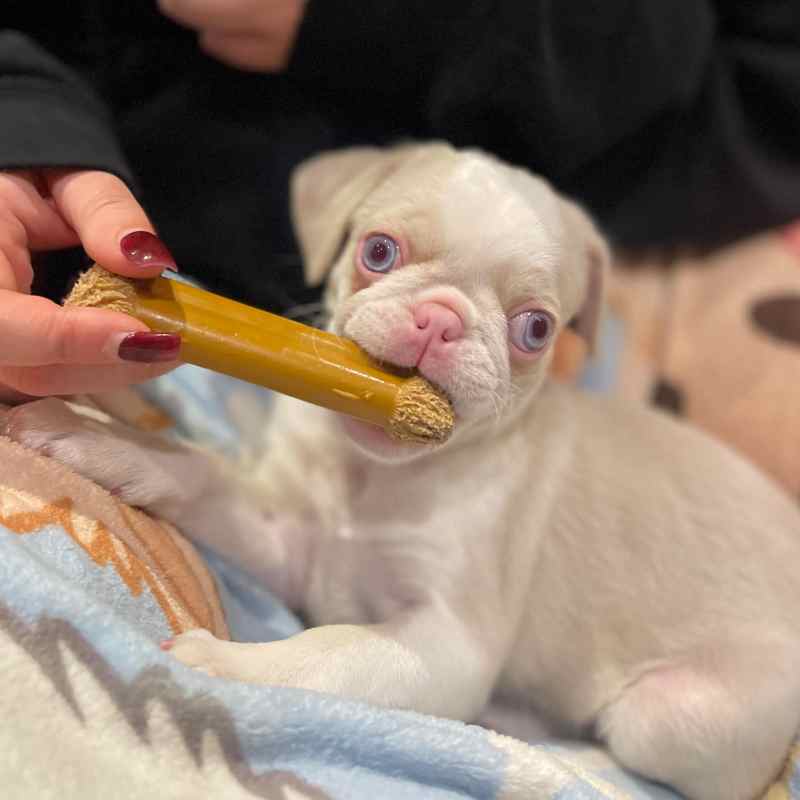Best Dog Friendly Cafes York