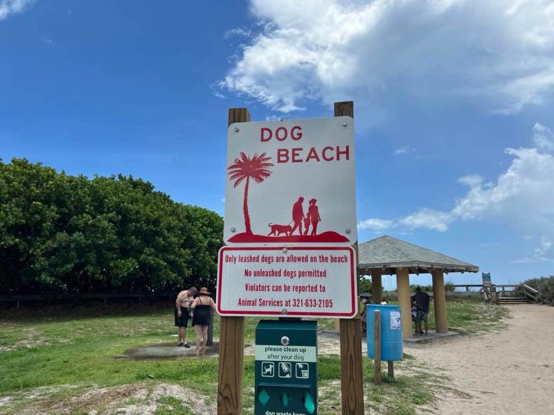 Best Dog Friendly Florida Beaches