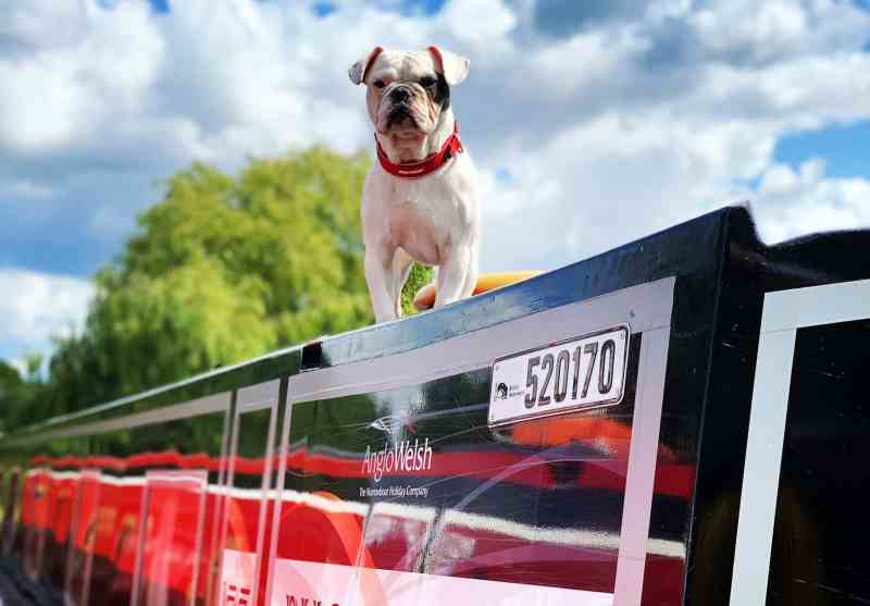 Best Dog Friendly Holidays In The Uk