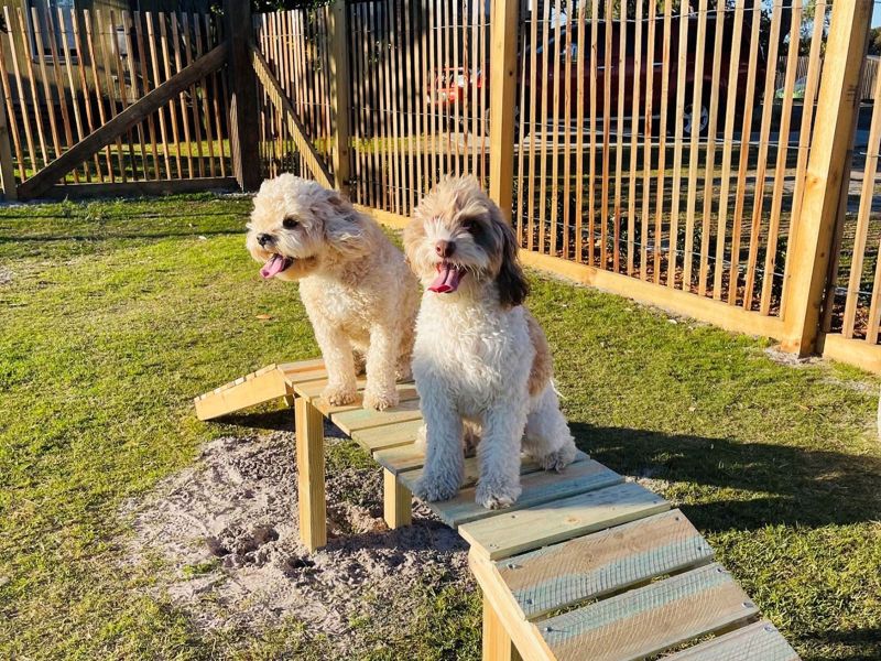Best Dog Friendly Holidays Wales