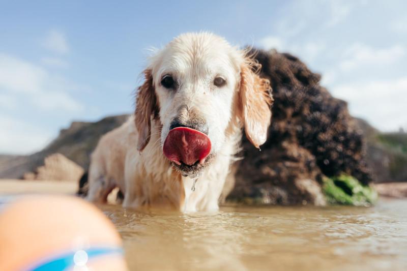 Best Dog Friendly Uk Breaks