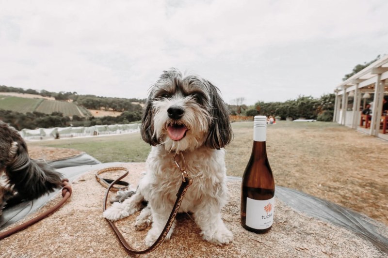 Best Dog Friendly Wineries In Temecula