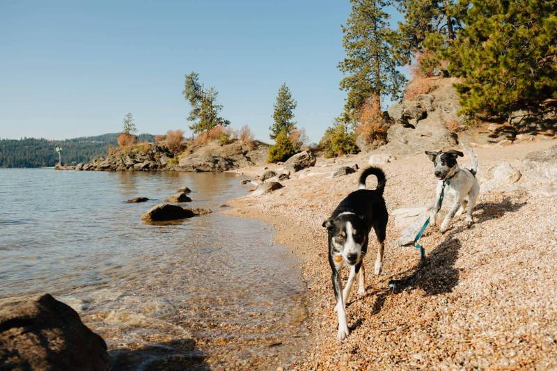 Dog Friendly Vacations In Washington State