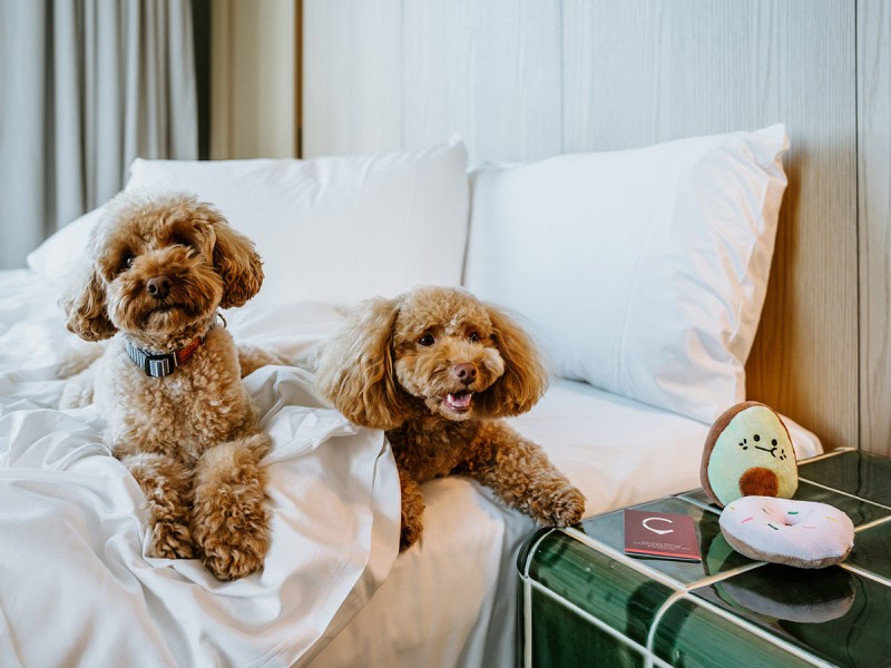 Best Dog Friendly Accommodation Qld