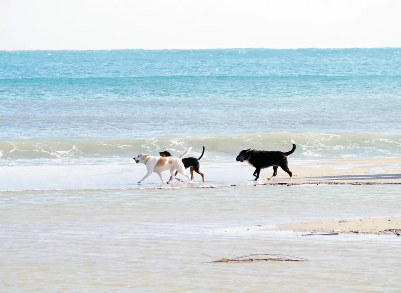 Best Dog Friendly Yorkshire