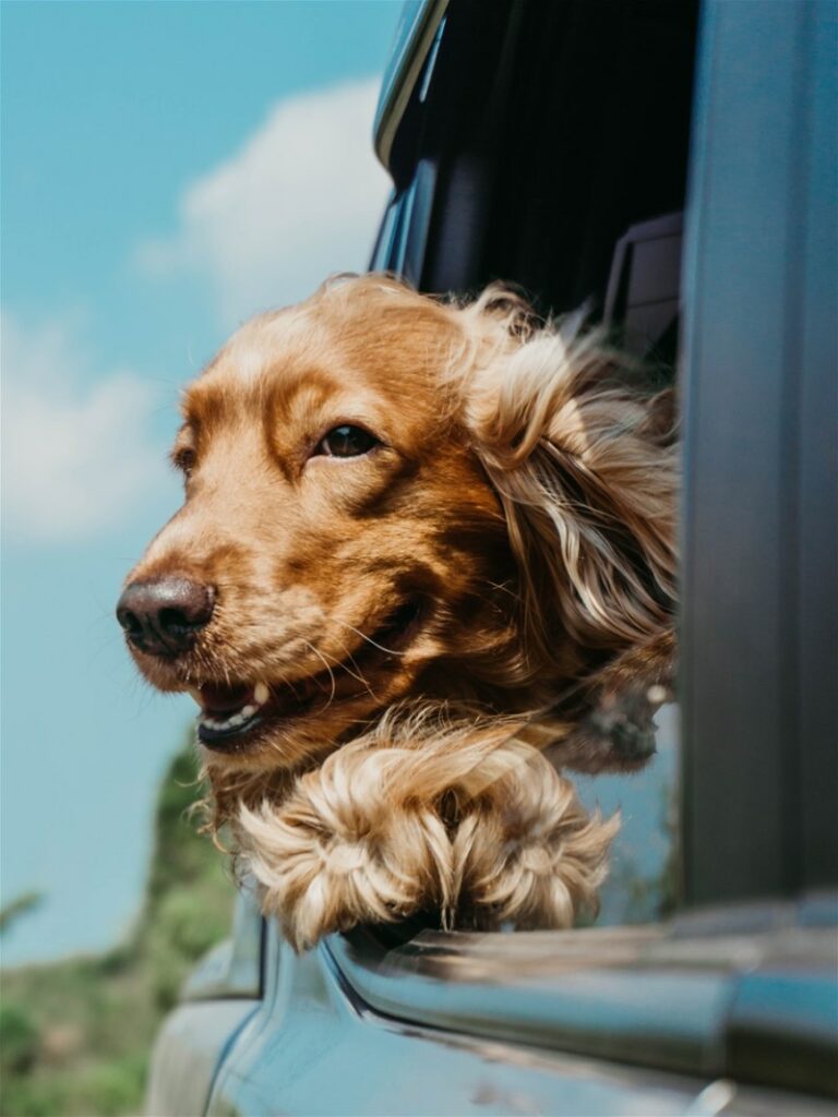 Best Pet Friendly Family Vacations