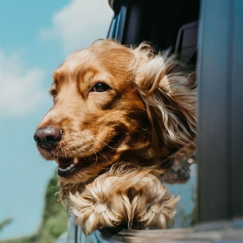 Best Pet Friendly Family Vacations