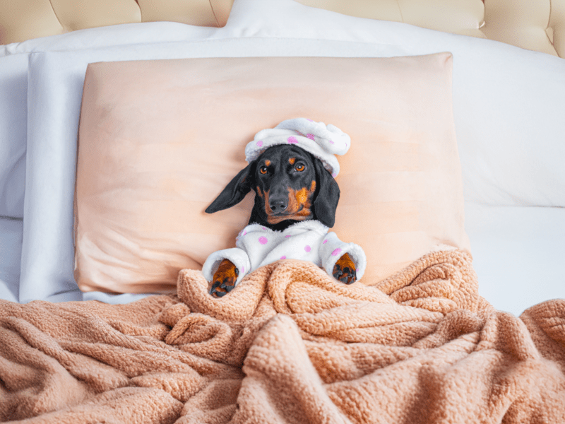 Pet Friendly Motel Near Me
