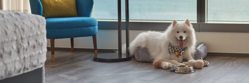 Best Dog Friendly Accommodation