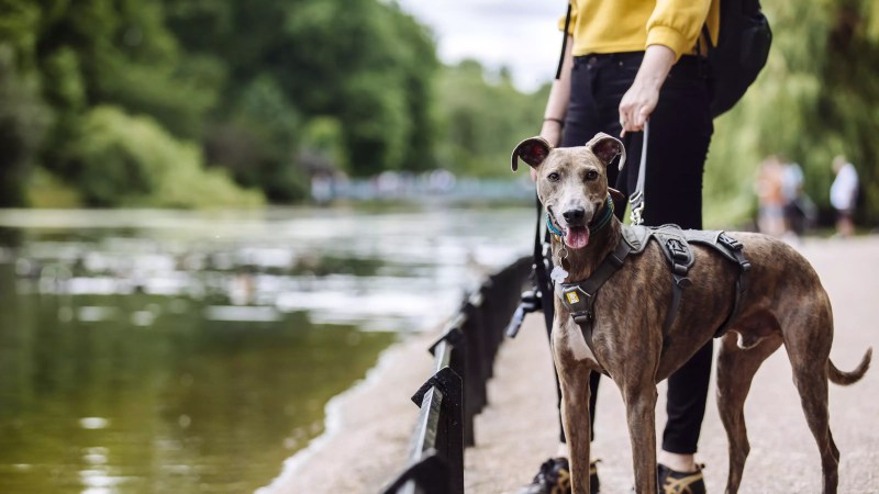 Best Dog Friendly Cities In The Us