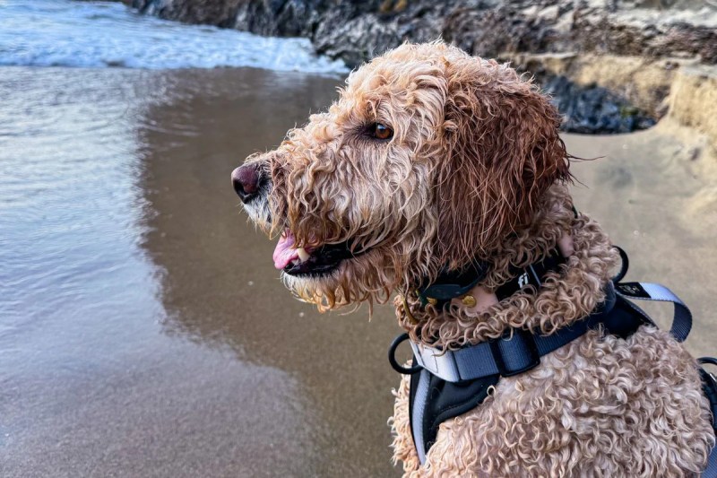Best Dog Friendly Vacation Destinations