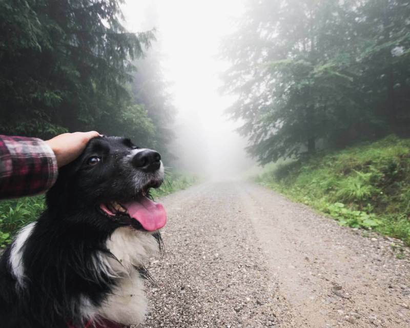 Best Dog Friendly Walks Melbourne