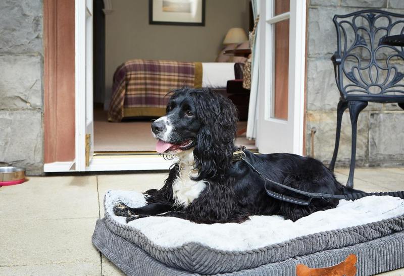 Dog Friendly Lodging Near Eagle River Wi